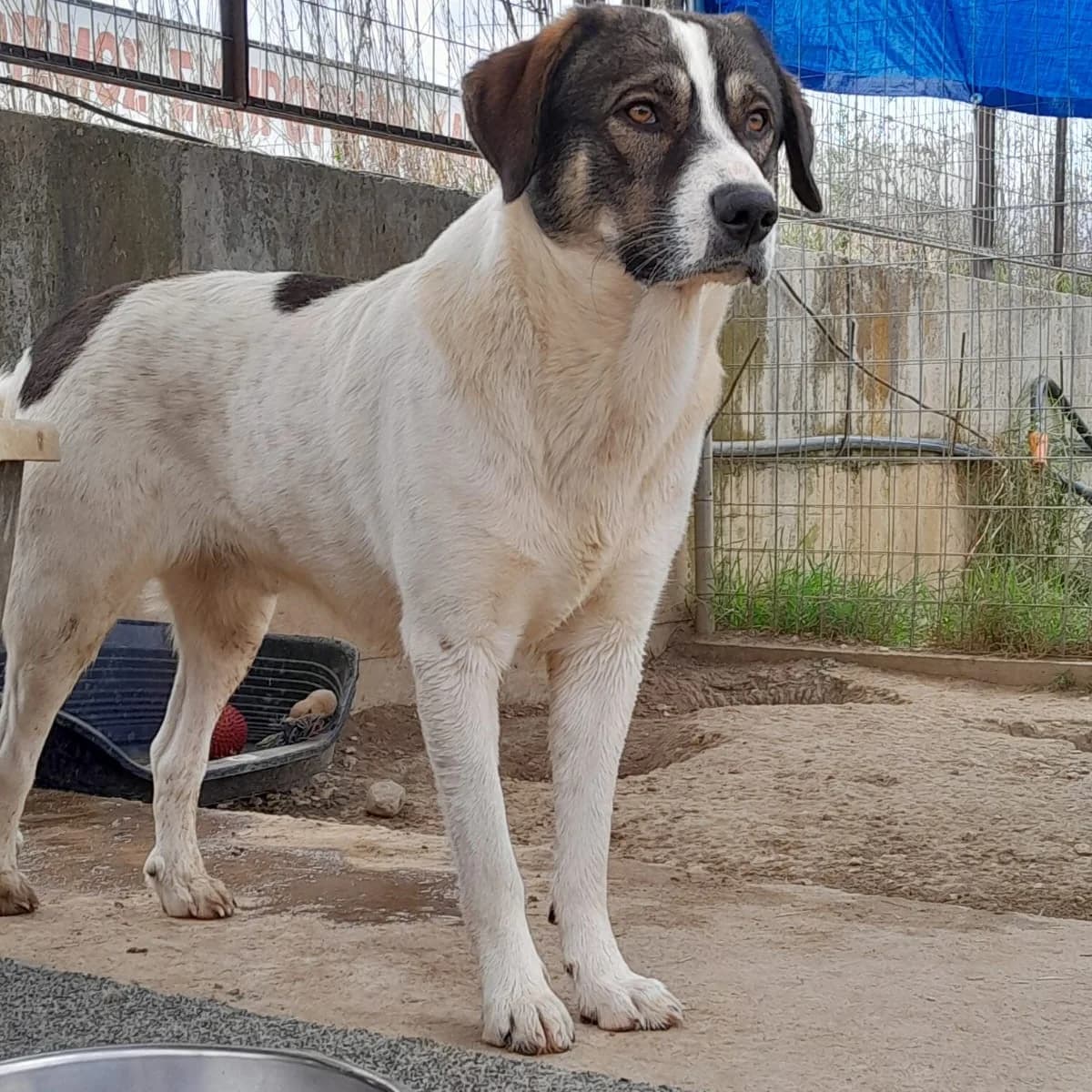 Bruno, male puppy German Shepherd for adoption at Tiere in Not Griechenland e.V., Krefeld