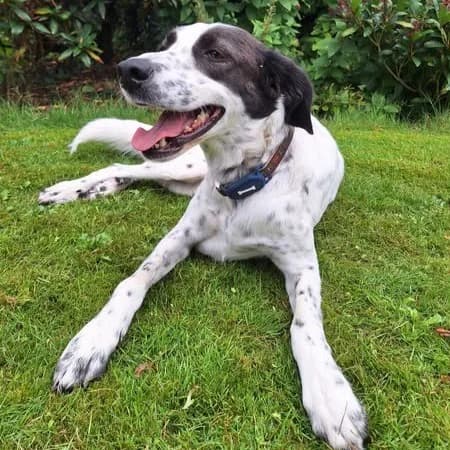 Iris, female puppy Mixed Breed for adoption at Tiere in Not Griechenland e.V., Krefeld