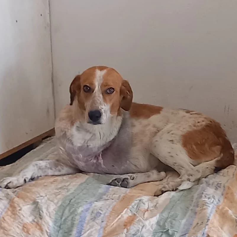 Jerry, female puppy Mixed Breed for adoption at Tiere in Not Griechenland e.V., Krefeld