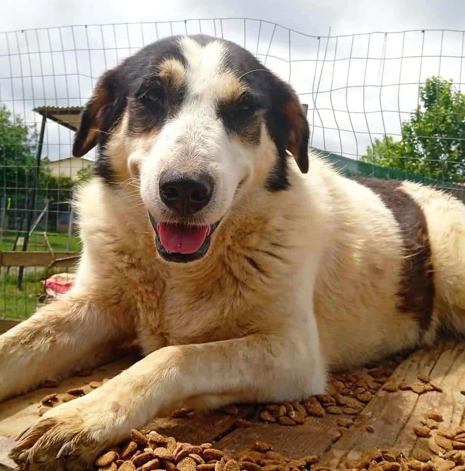 Julchen, female puppy Mixed Breed for adoption at Tiere in Not Griechenland e.V., Krefeld