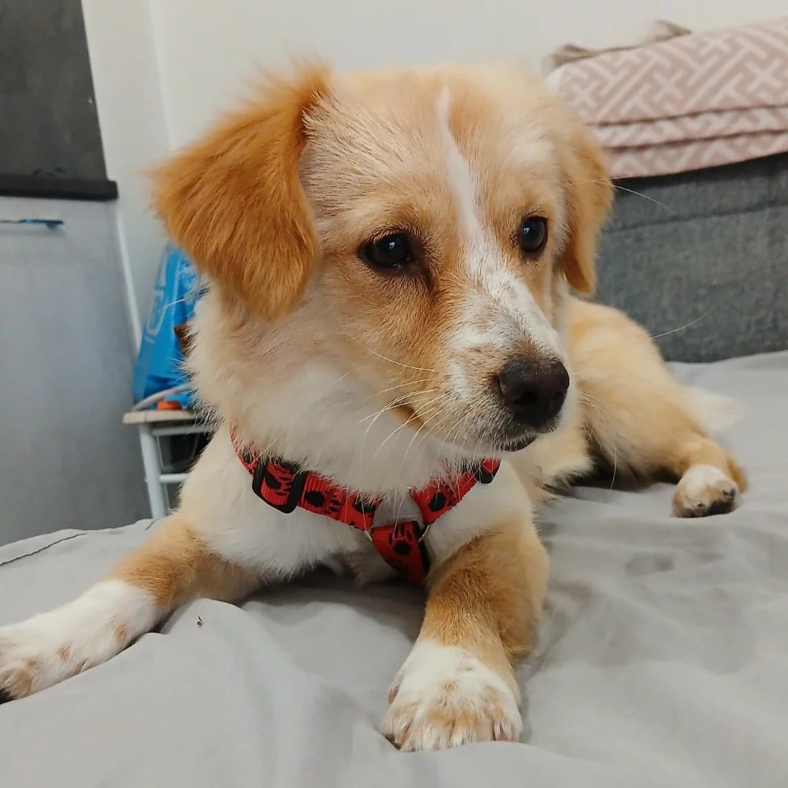 Jenni, female puppy Collie for adoption at Tiere in Not Griechenland e.V., Krefeld