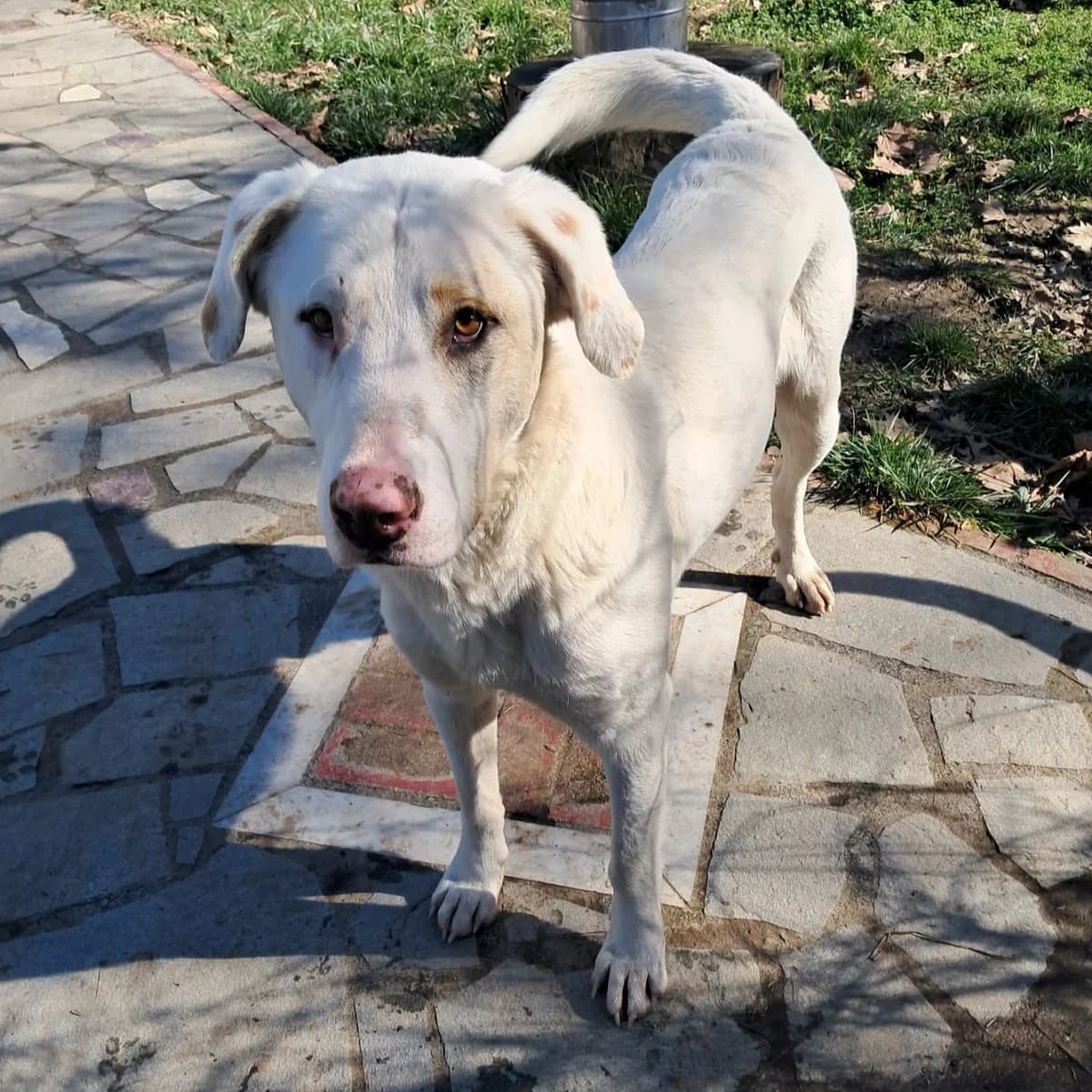 Orestes, male young German Shepherd for adoption at Tiere in Not Griechenland e.V., Krefeld