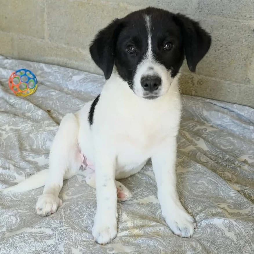 Lou, female puppy Mixed Breed for adoption at Tiere in Not Griechenland e.V., Krefeld