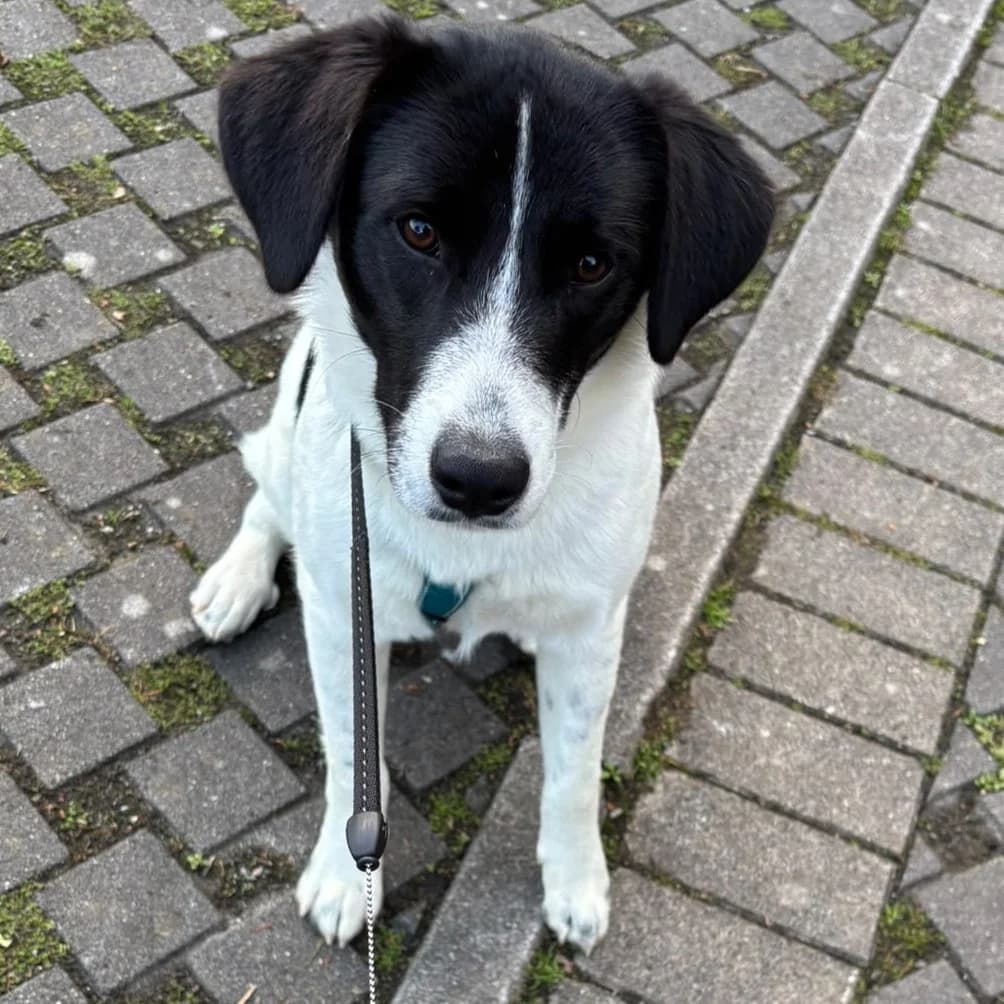 Lou, female puppy Mixed Breed for adoption at Tiere in Not Griechenland e.V., Krefeld
