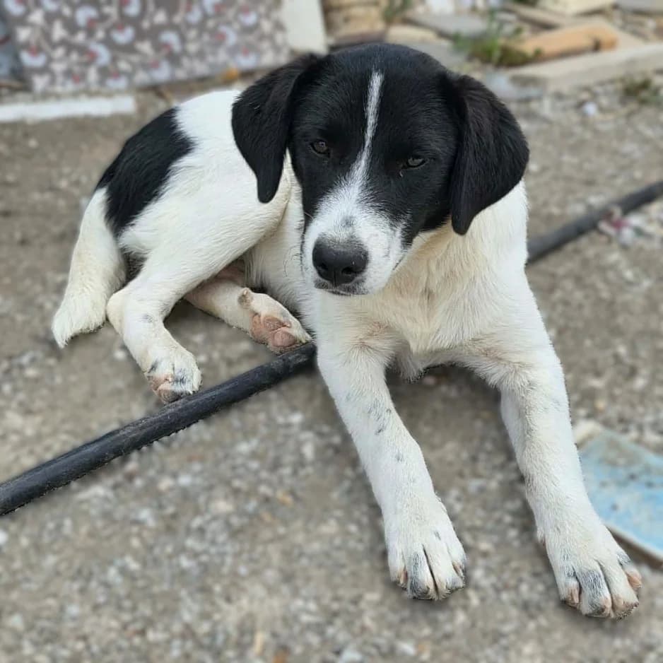 Lou, female puppy Mixed Breed for adoption at Tiere in Not Griechenland e.V., Krefeld