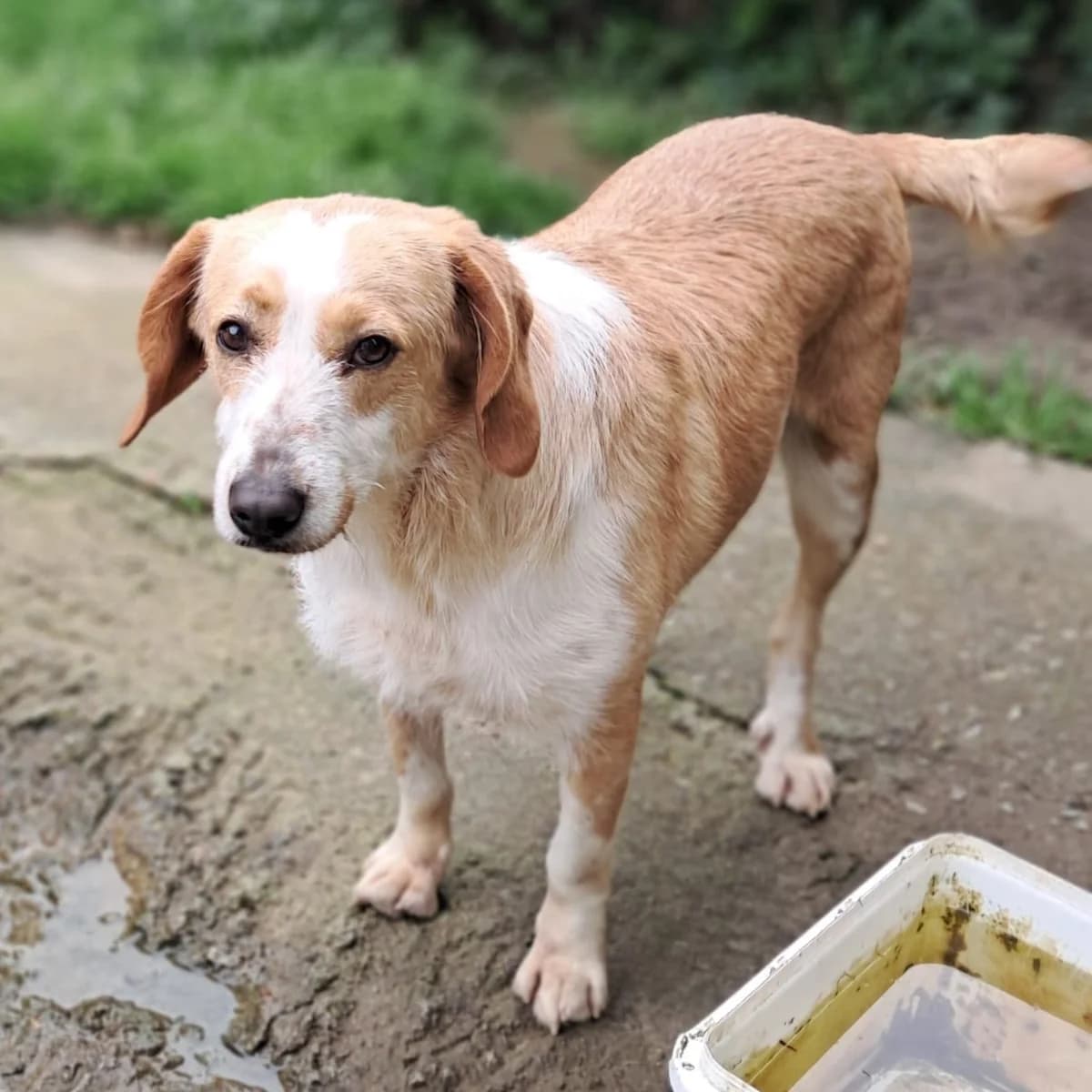 Nadia, female puppy Collie for adoption at Tiere in Not Griechenland e.V., Krefeld