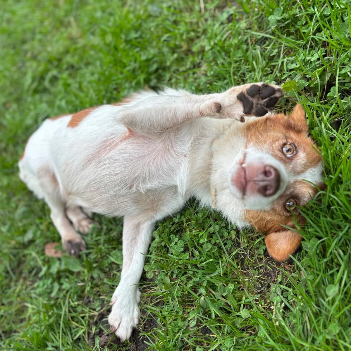 Milo, puppy Mixed Breed for adoption at Tiere in Not Griechenland e.V., Krefeld