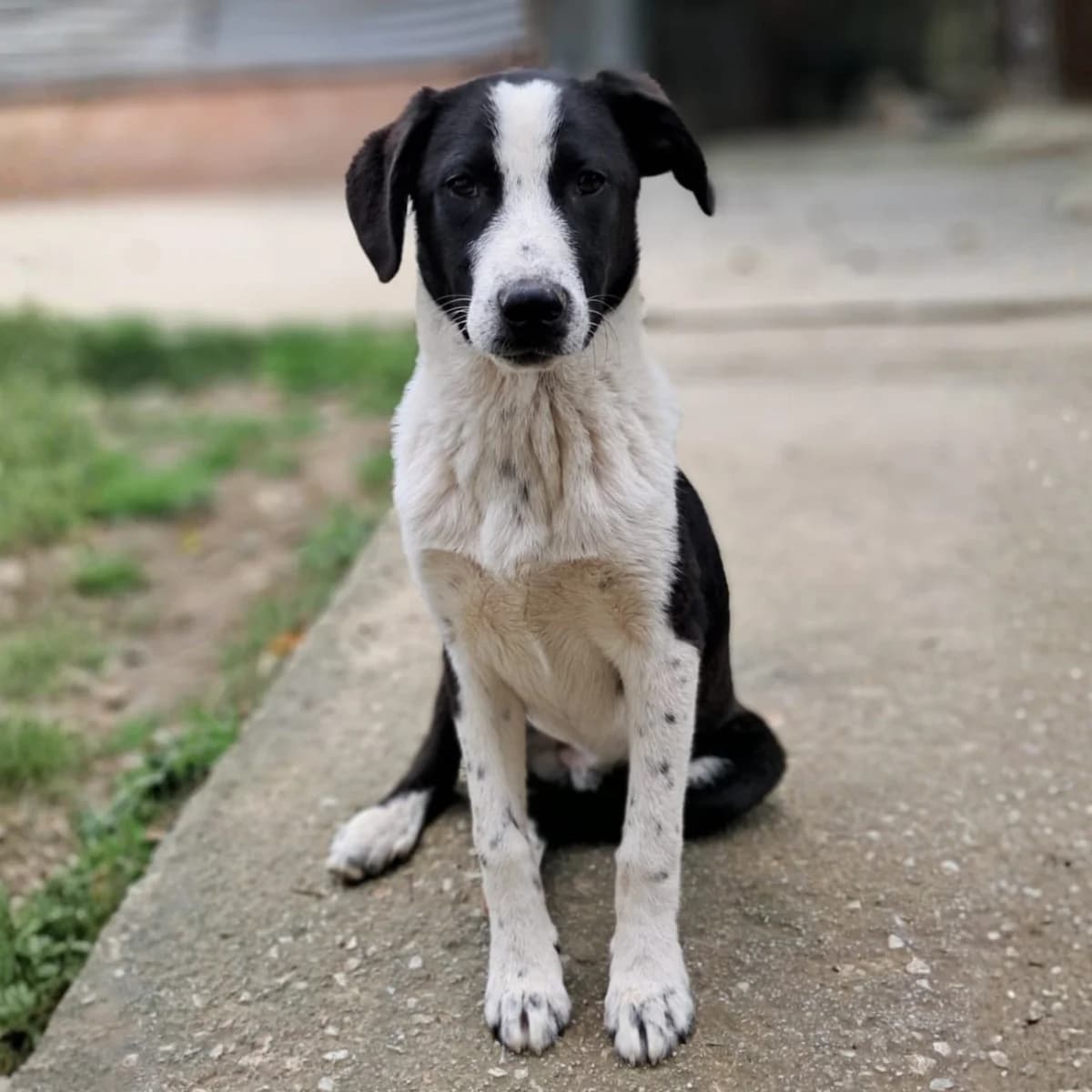 Minas, male puppy Mixed Breed for adoption at Tiere in Not Griechenland e.V., Krefeld