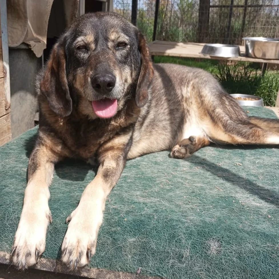 Nala, female 5yo German Shepherd for adoption at Tiere in Not Griechenland e.V., Krefeld