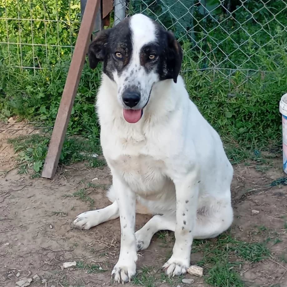 Nera, female Collie for adoption at Tiere in Not Griechenland e.V., Krefeld