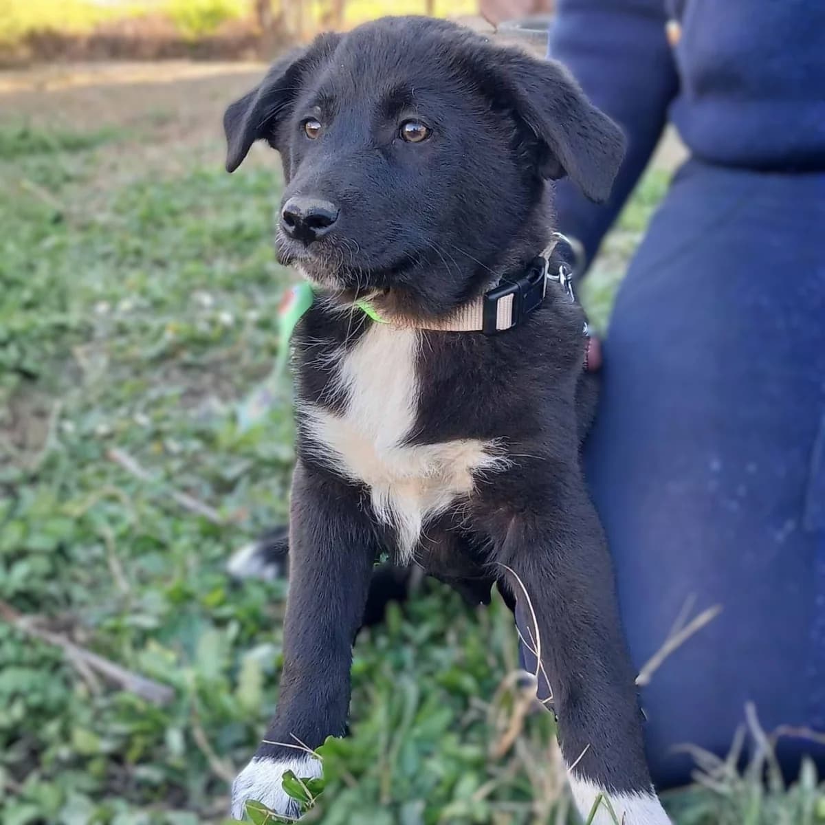 Nyros, male puppy German Shepherd for adoption at Tiere in Not Griechenland e.V., Krefeld