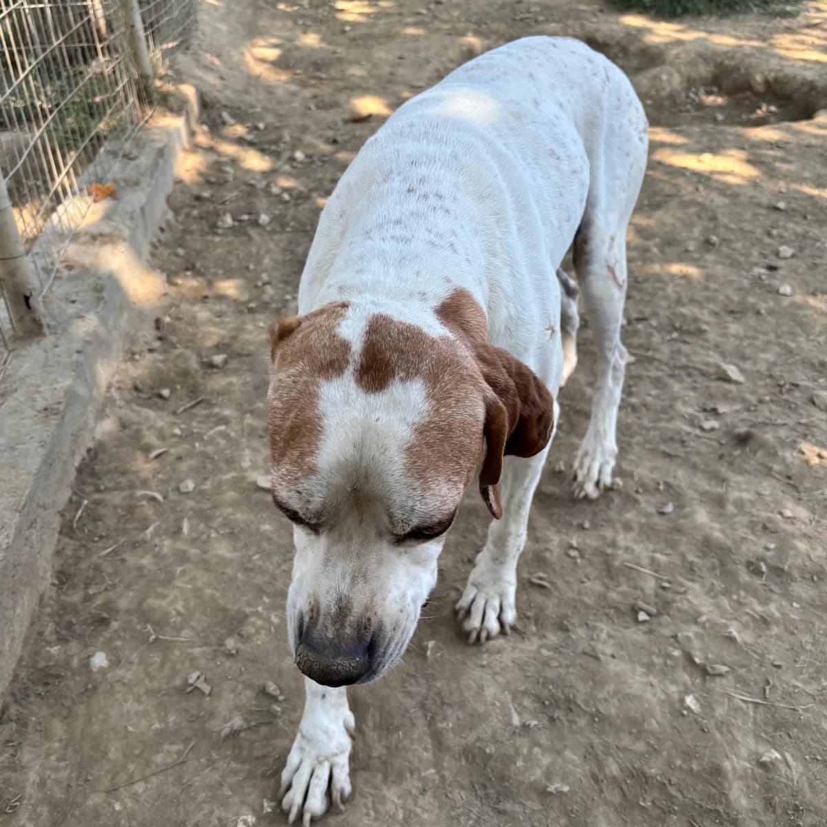 Odysseus, puppy Mixed Breed for adoption at Tiere in Not Griechenland e.V., Krefeld