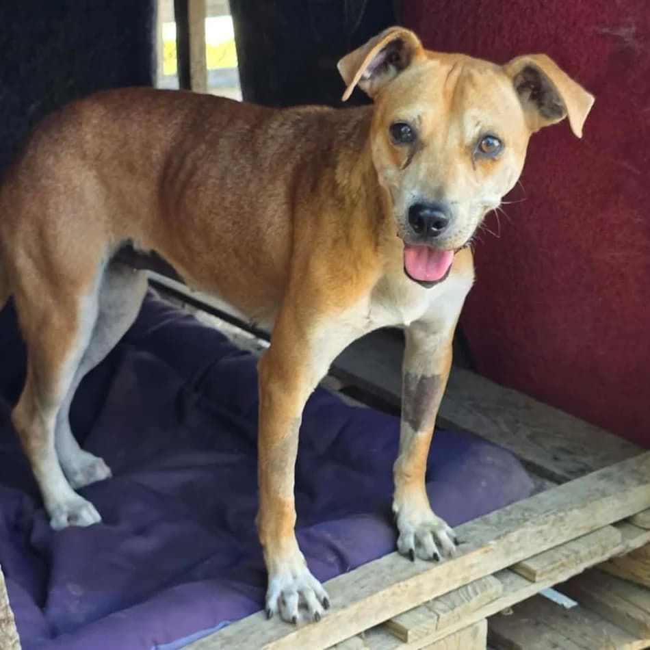 Olivia, female puppy Mixed Breed for adoption at Tiere in Not Griechenland e.V., Krefeld
