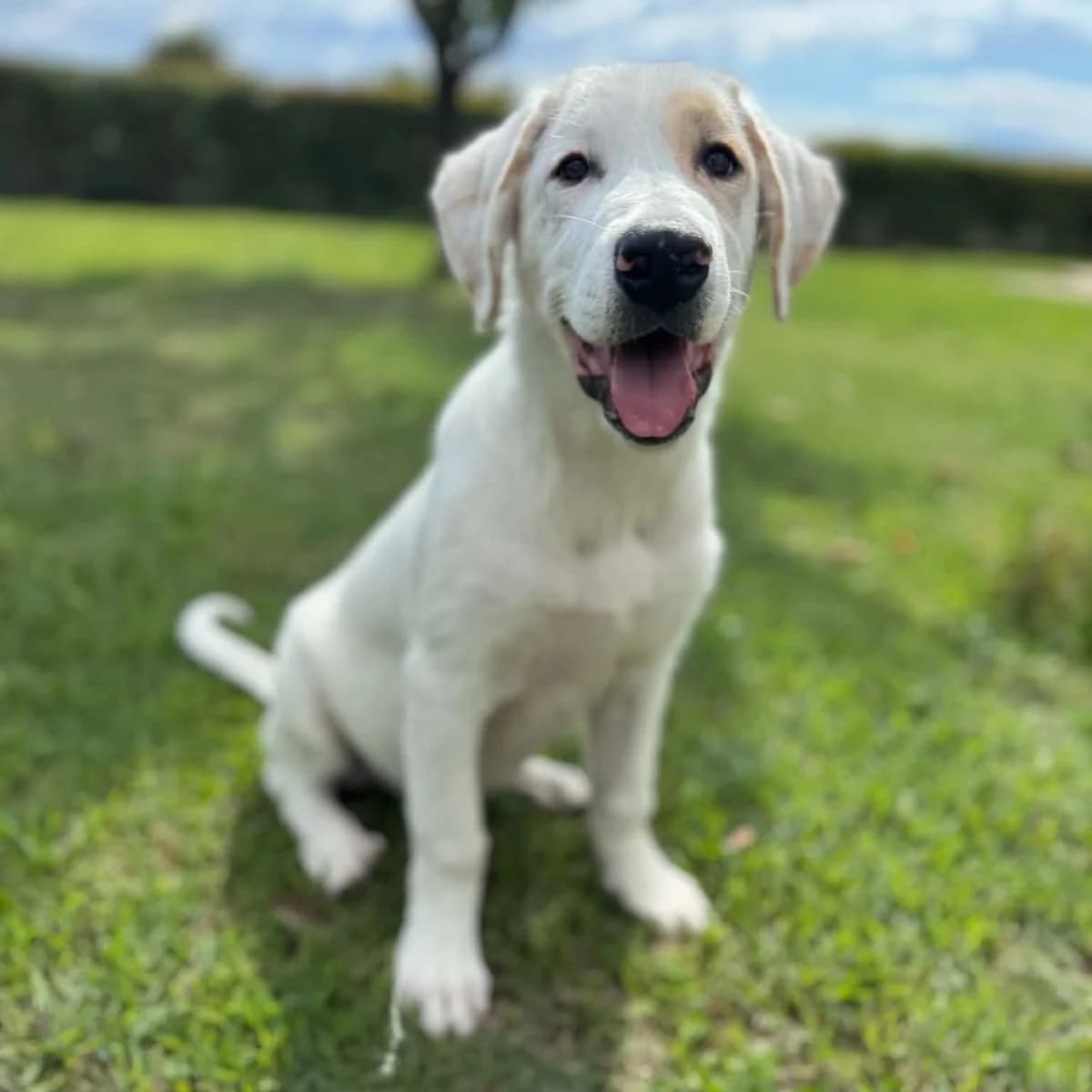 Persis, male puppy Mixed Breed for adoption at Tiere in Not Griechenland e.V., Krefeld