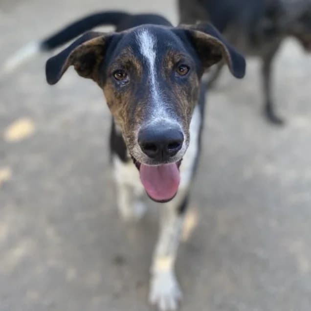Charles, male 3yo German Shepherd for adoption at Tiere in Not Griechenland e.V., Krefeld