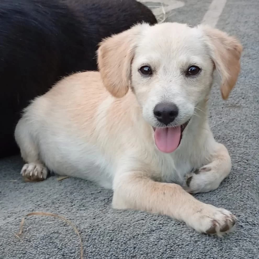 Rulf, puppy Mixed Breed for adoption at Tiere in Not Griechenland e.V., Krefeld