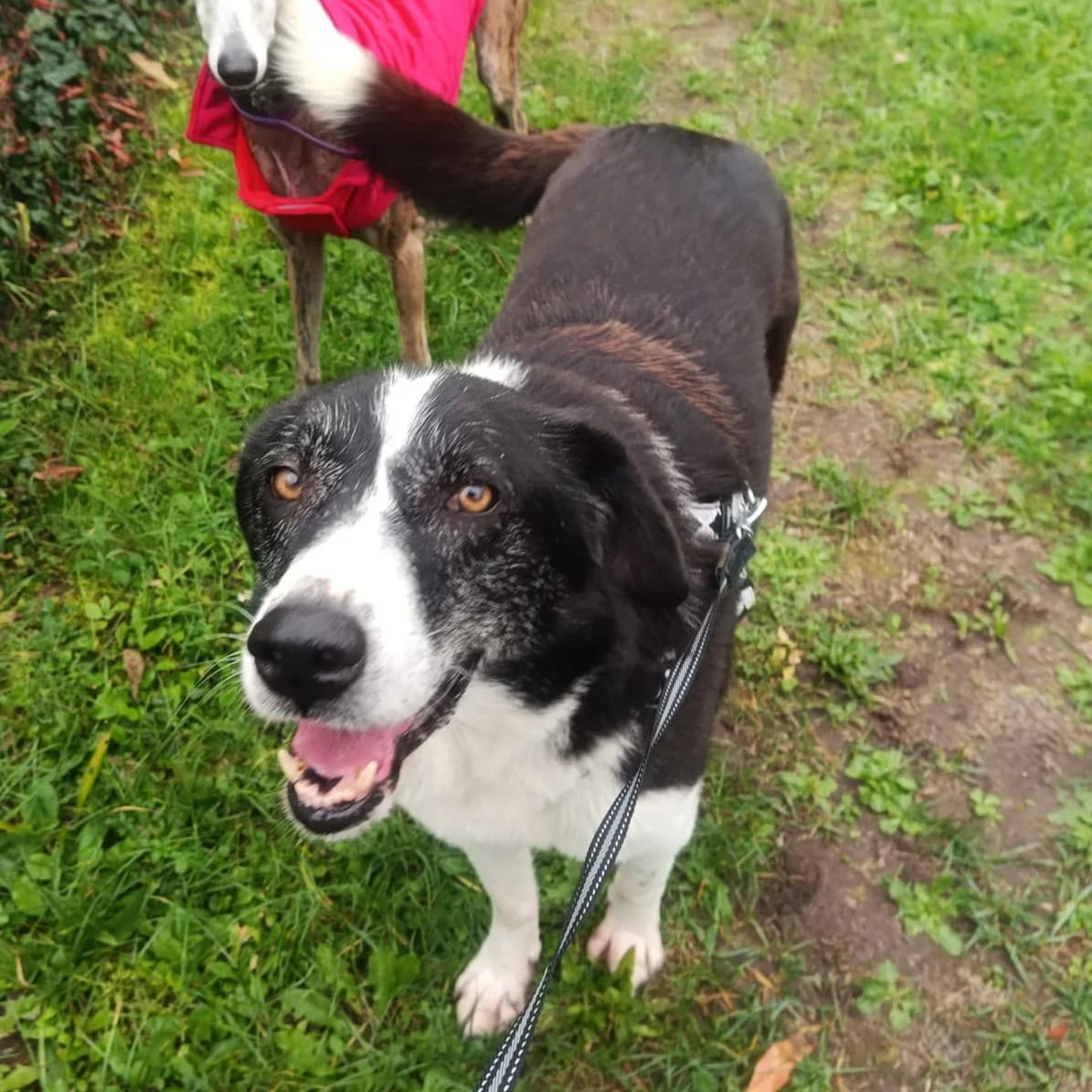 Shelly, female puppy Collie for adoption at Tiere in Not Griechenland e.V., Krefeld