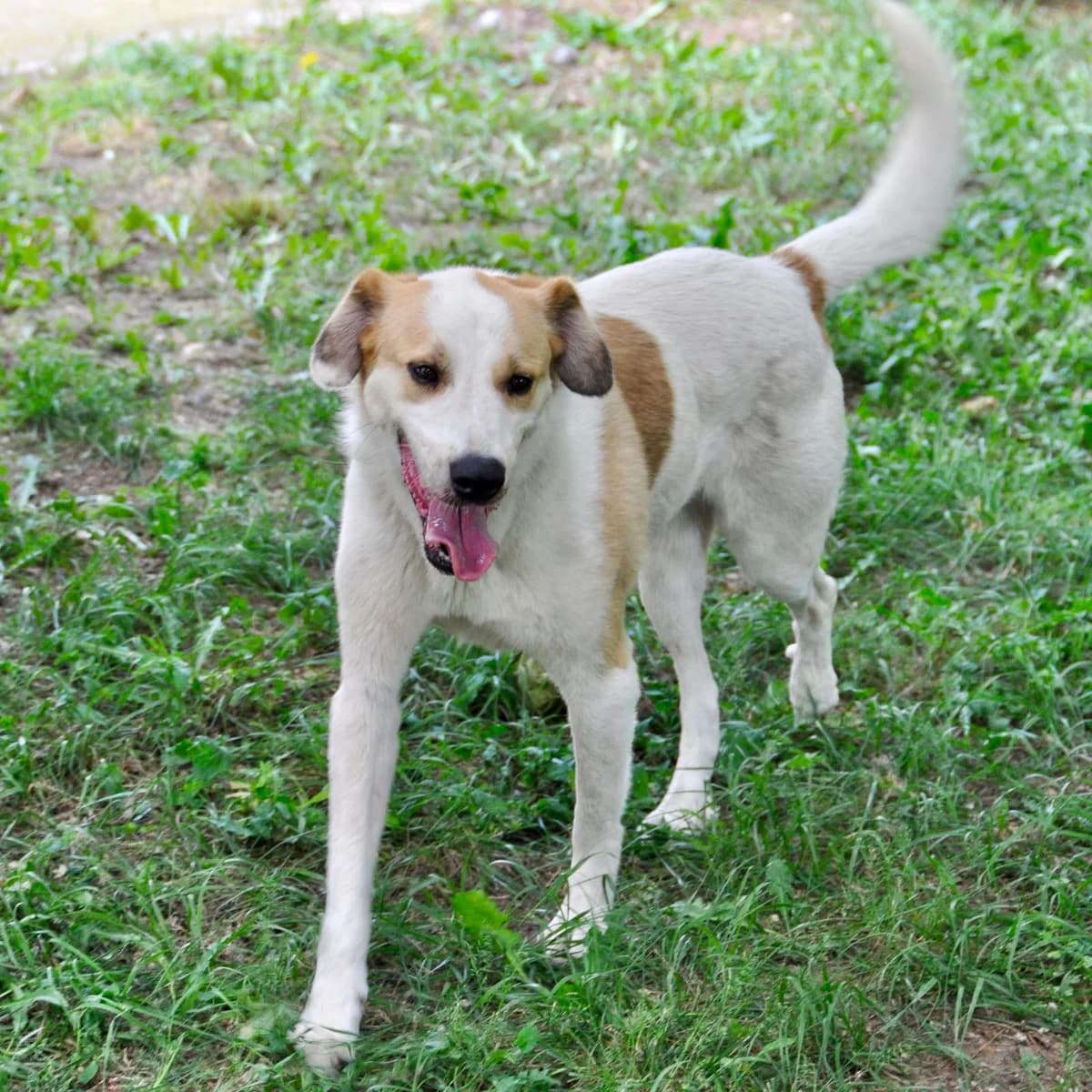 Jim, male 5yo German Shepherd for adoption at Tiere in Not Griechenland e.V., Krefeld