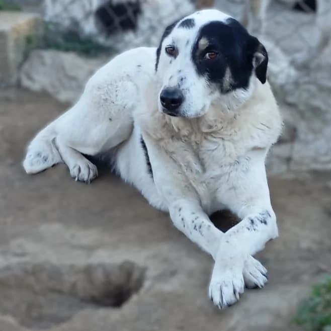 Daniela, female 3yo Collie for adoption at Tiere in Not Griechenland e.V., Krefeld