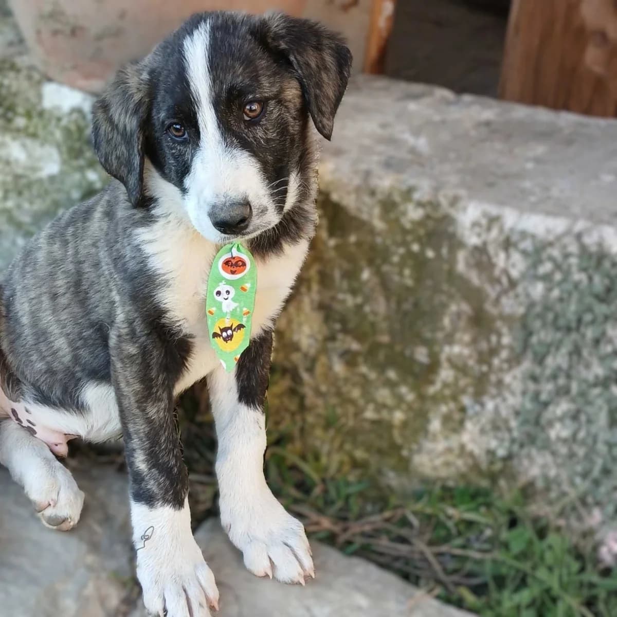 Minas, male puppy German Shepherd for adoption at Tiere in Not Griechenland e.V., Krefeld