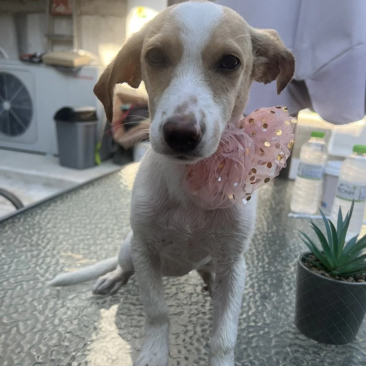 Tekila, female puppy Mixed Breed for adoption at Tiere in Not Griechenland e.V., Krefeld