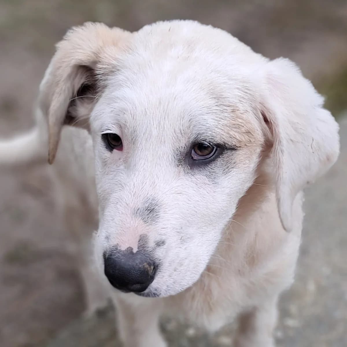 Tim, male puppy Mixed Breed for adoption at Tiere in Not Griechenland e.V., Krefeld