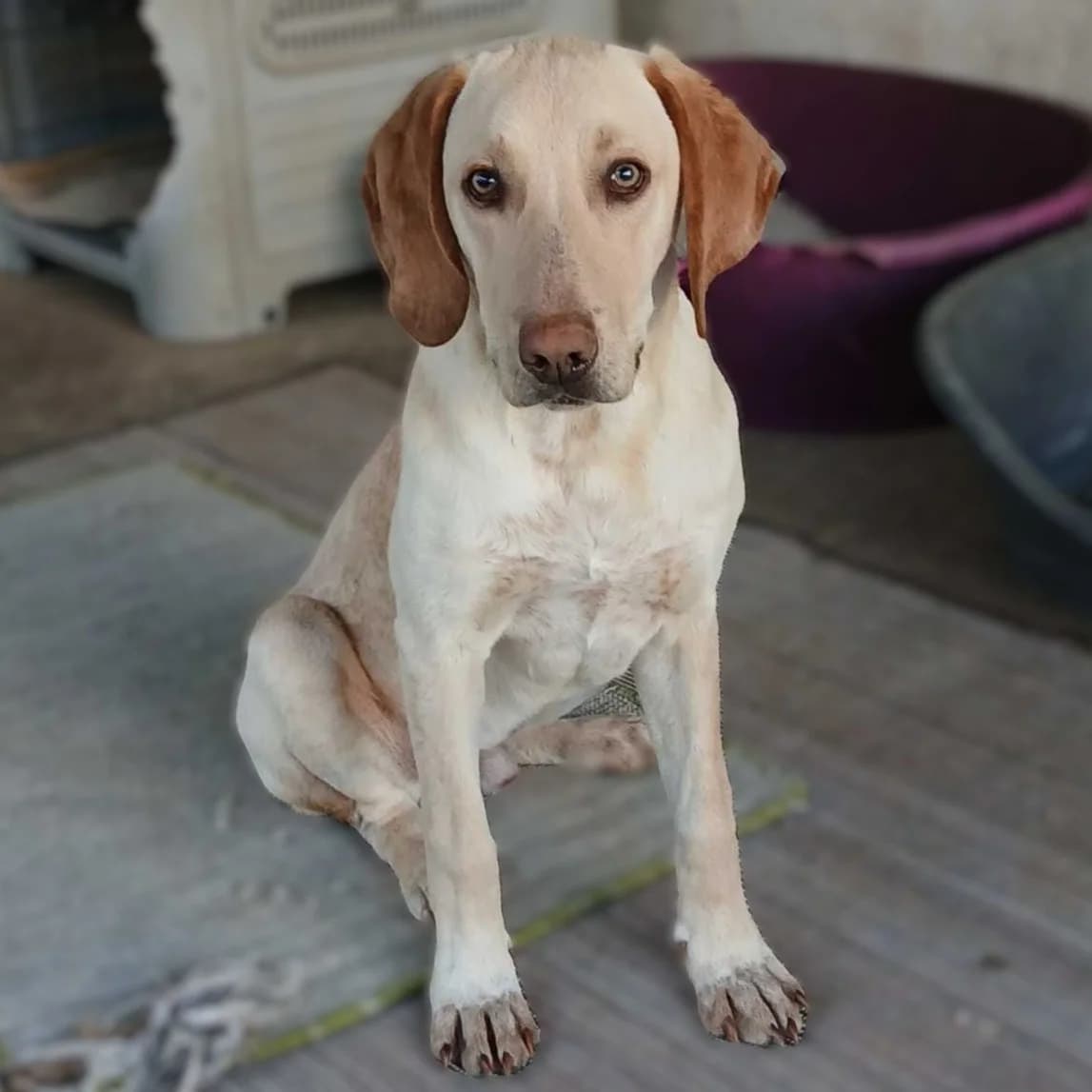 Tim, male puppy Mixed Breed for adoption at Tiere in Not Griechenland e.V., Krefeld