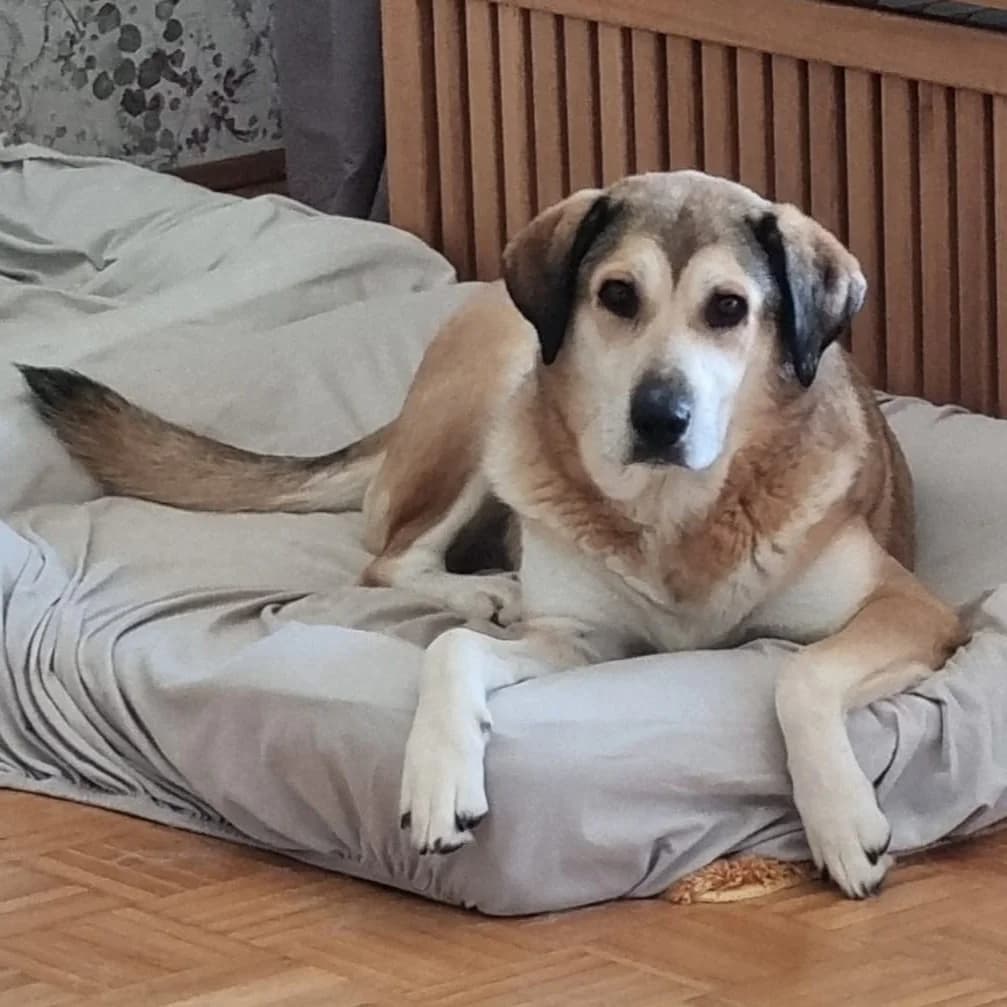 Vicky, female puppy Mixed Breed for adoption at Tiere in Not Griechenland e.V., Krefeld