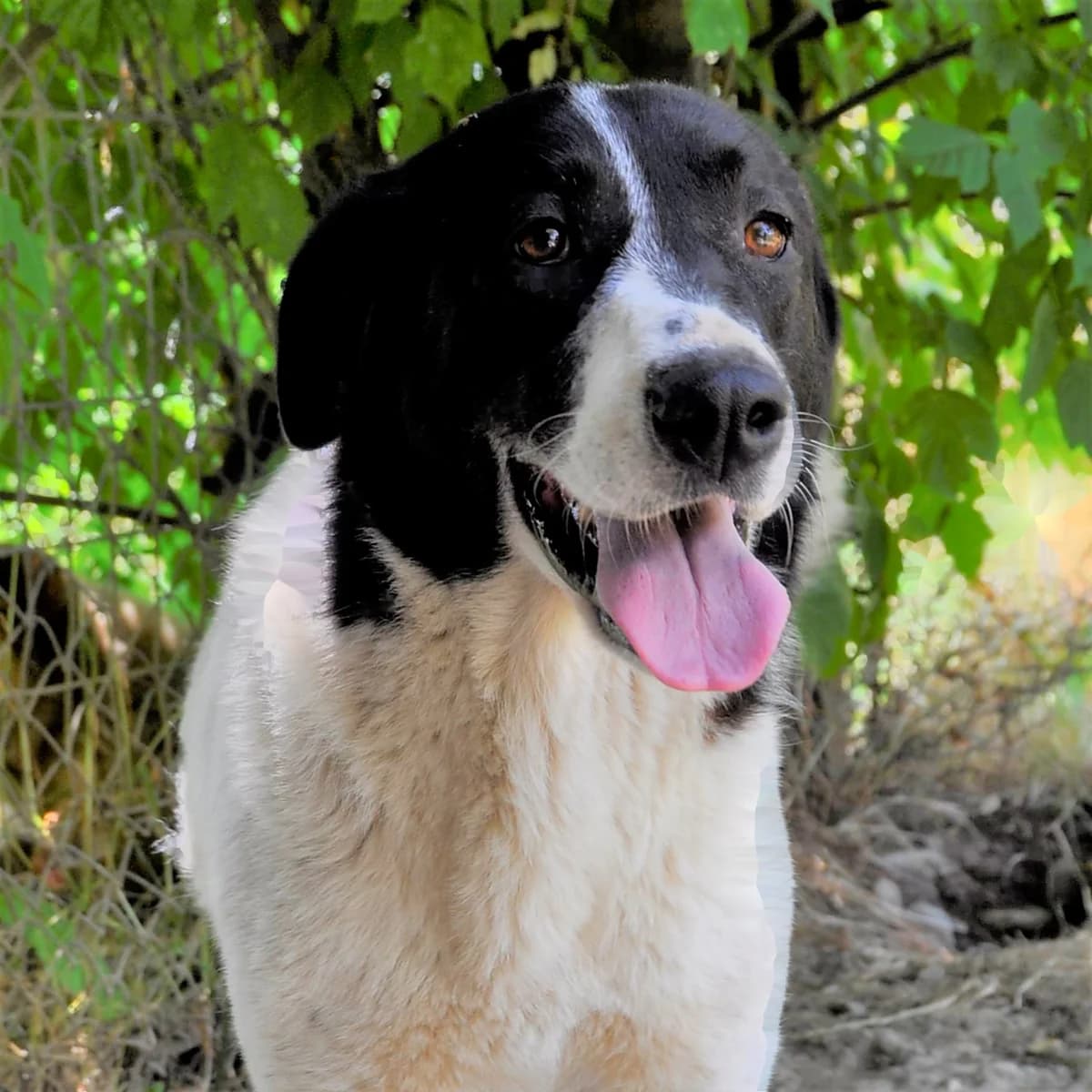Julchen, female puppy Mixed Breed for adoption at Tiere in Not Griechenland e.V., Krefeld