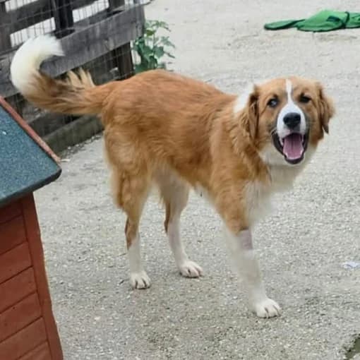 Zizel, male puppy Mixed Breed for adoption at Tiere in Not Griechenland e.V., Krefeld