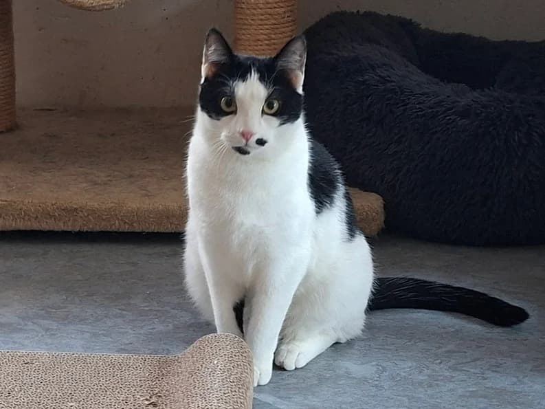 Hanya, female young Mixed Breed for adoption at Tiere in Not OHZ