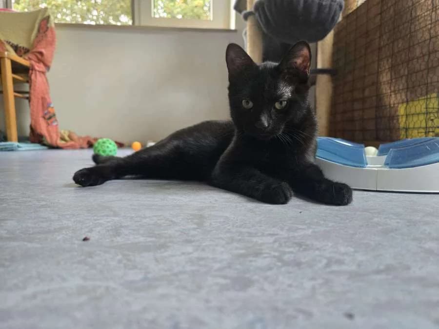 Leni, female puppy Mixed Breed for adoption at Tiere in Not OHZ