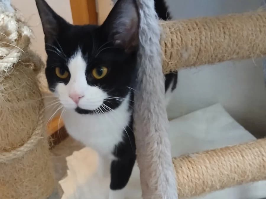 Sassy, female young Mixed Breed for adoption at Tiere in Not OHZ