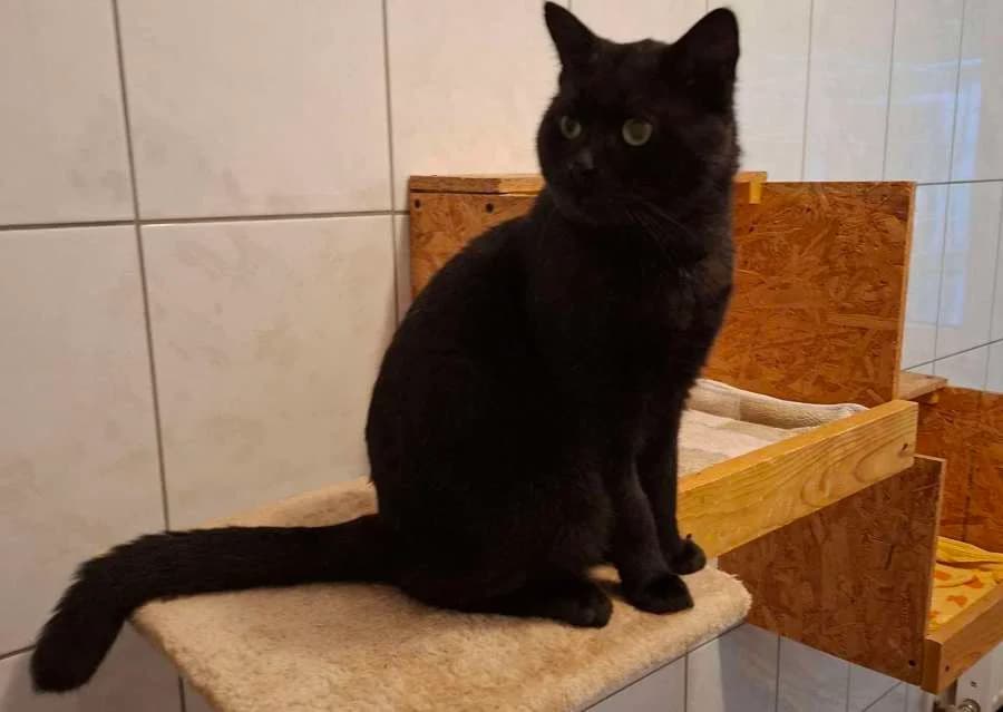 Tommy, male Mixed Breed for adoption at Tiere in Not OHZ
