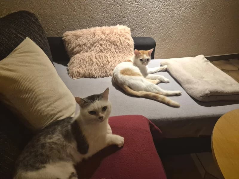 Bibo & Tom, grau male British Shorthair for adoption at Tiere in Not Saar e.V., Saarbrücken