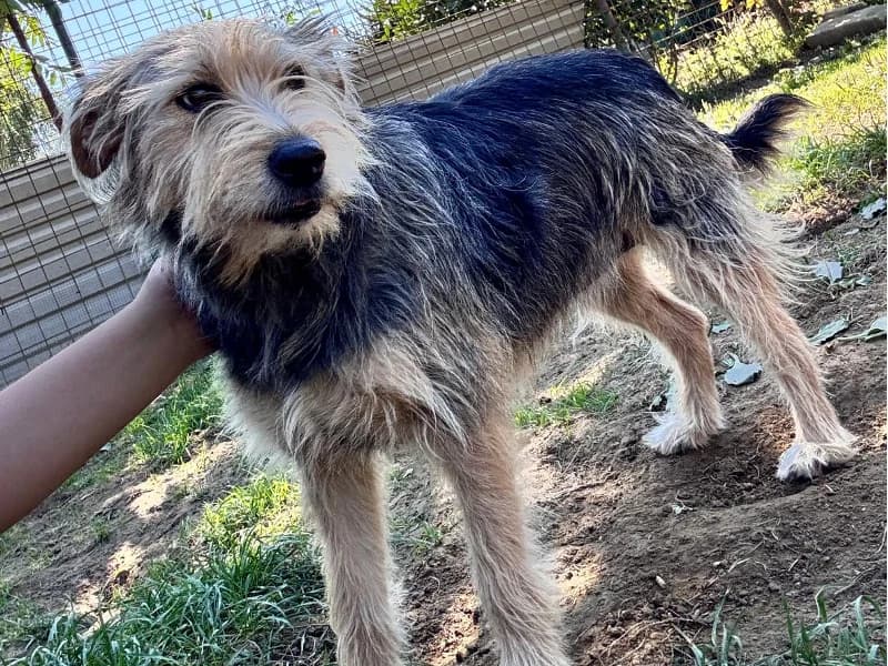 Zuhause gesucht, female 3yo Mixed Breed for adoption at Tiere in Not Saar e.V., Saarbrücken