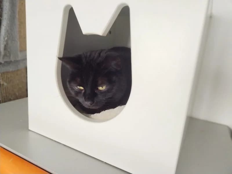 Zuhause gesucht, female European Shorthair for adoption at Tiere in Not Saar e.V., Saarbrücken