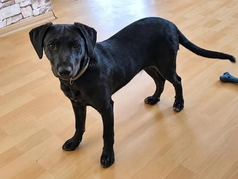 Fips, male puppy Mixed Breed for adoption at Tiere in Not Saar e.V., Saarbrücken
