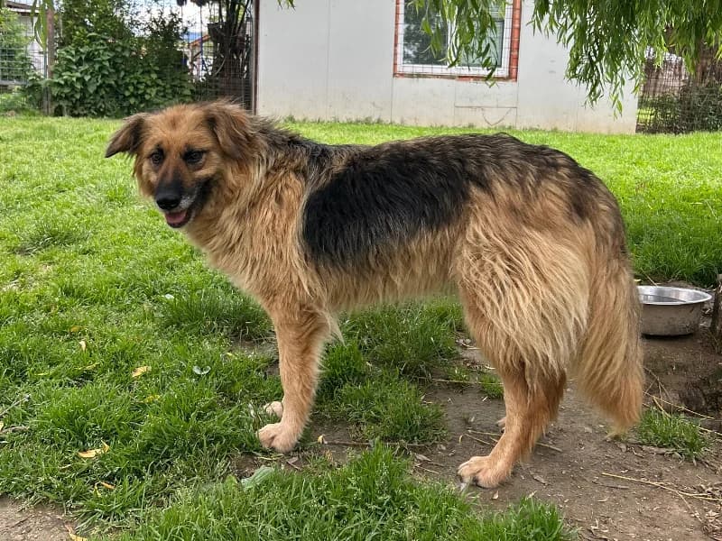 Georgia, female 5yo German Shepherd for adoption at Tiere in Not Saar e.V., Saarbrücken