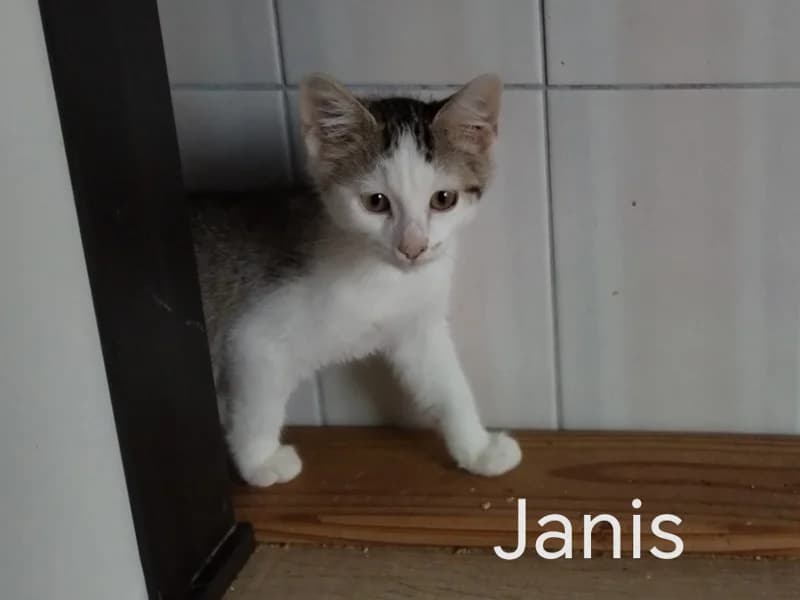 Zuhause gesucht, male European Shorthair for adoption at Tiere in Not Saar e.V., Saarbrücken