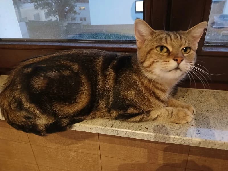 Julia, female young European Shorthair for adoption at Tiere in Not Saar e.V., Saarbrücken