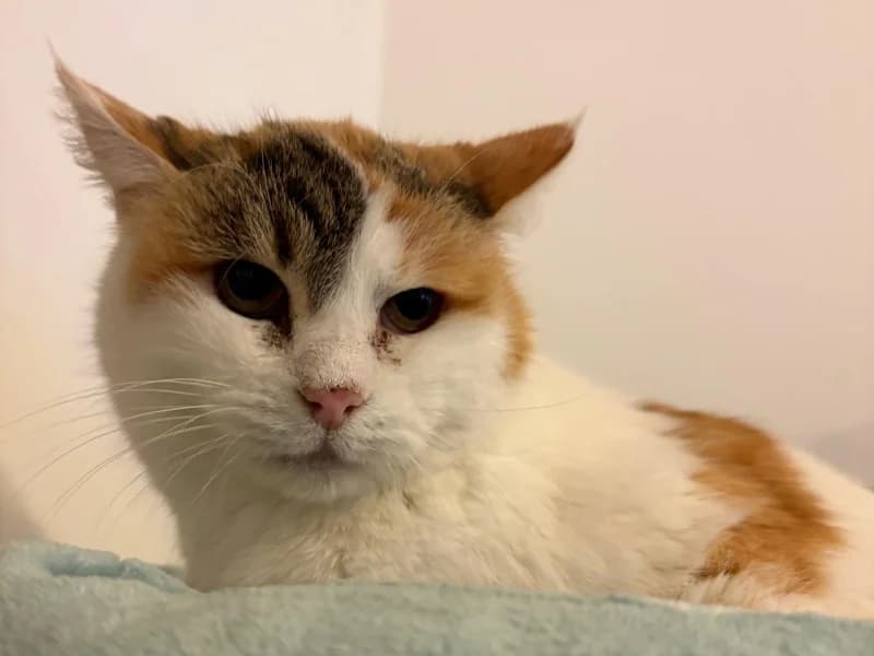 Zuhause gesucht, female senior European Shorthair for adoption at Tiere in Not Saar e.V., Saarbrücken