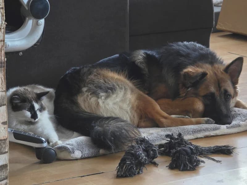 Zuhause gesucht, male young German Shepherd for adoption at Tiere in Not Saar e.V., Saarbrücken