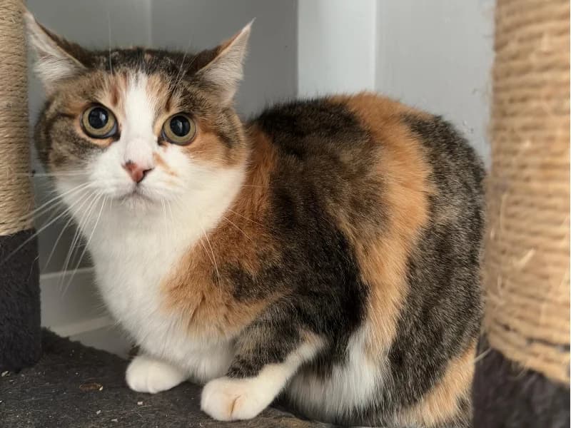 Zuhause gesucht, female 6yo European Shorthair for adoption at Tiere in Not Saar e.V., Saarbrücken