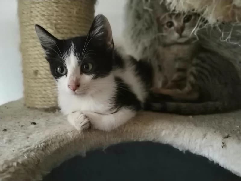 Zuhause gesucht, European Shorthair for adoption at Tiere in Not Saar e.V., Saarbrücken