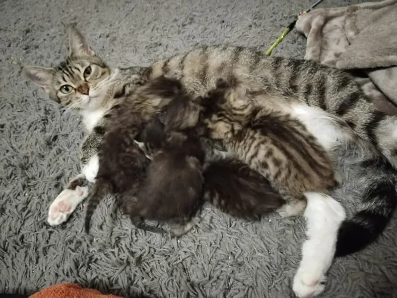 Susu & Babys, European Shorthair for adoption at Tiere in Not Saar e.V., Saarbrücken