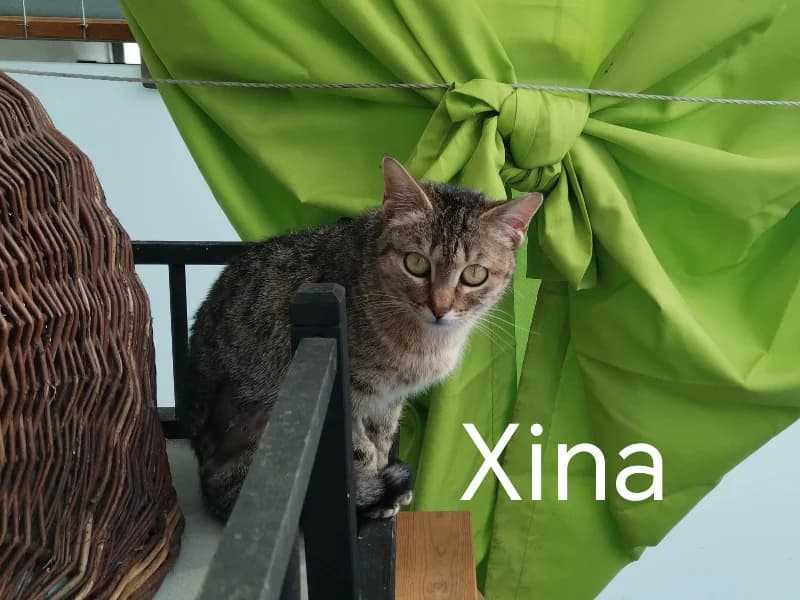 Zuhause gesucht, female European Shorthair for adoption at Tiere in Not Saar e.V., Saarbrücken