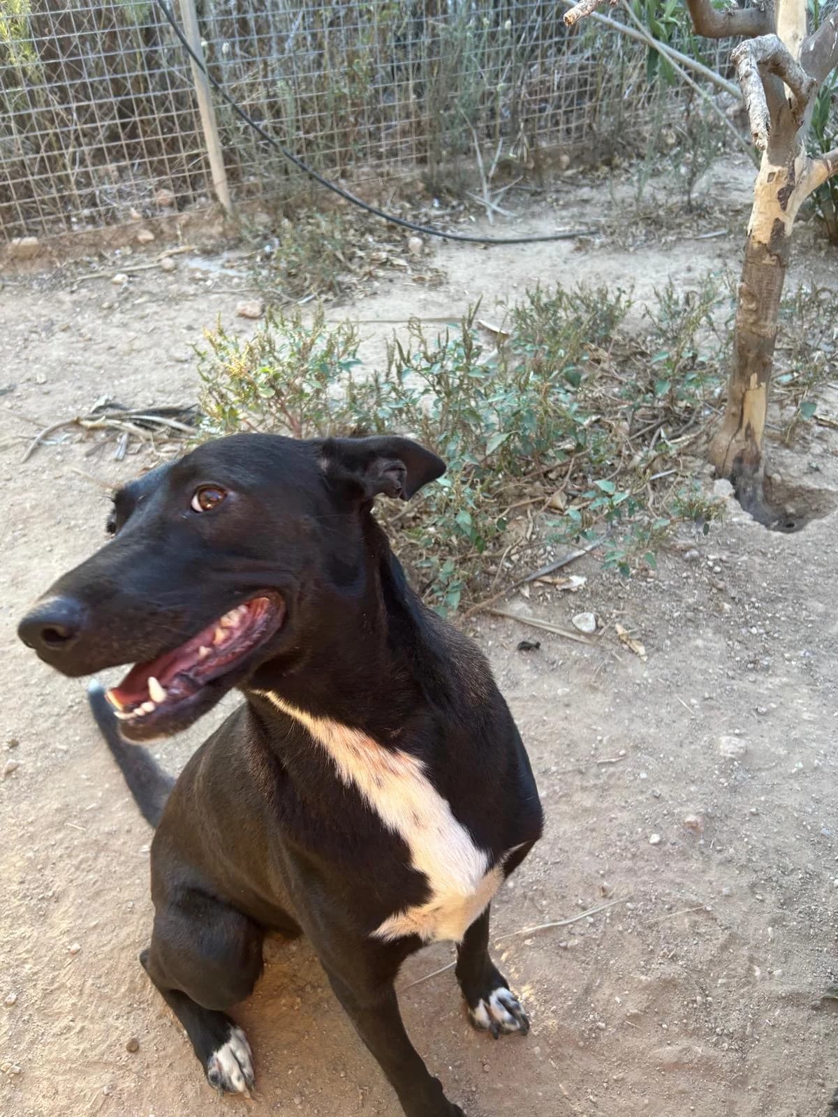 Annie, female senior Mixed Breed for adoption at Tiere in Spanien e.V., Hamburg