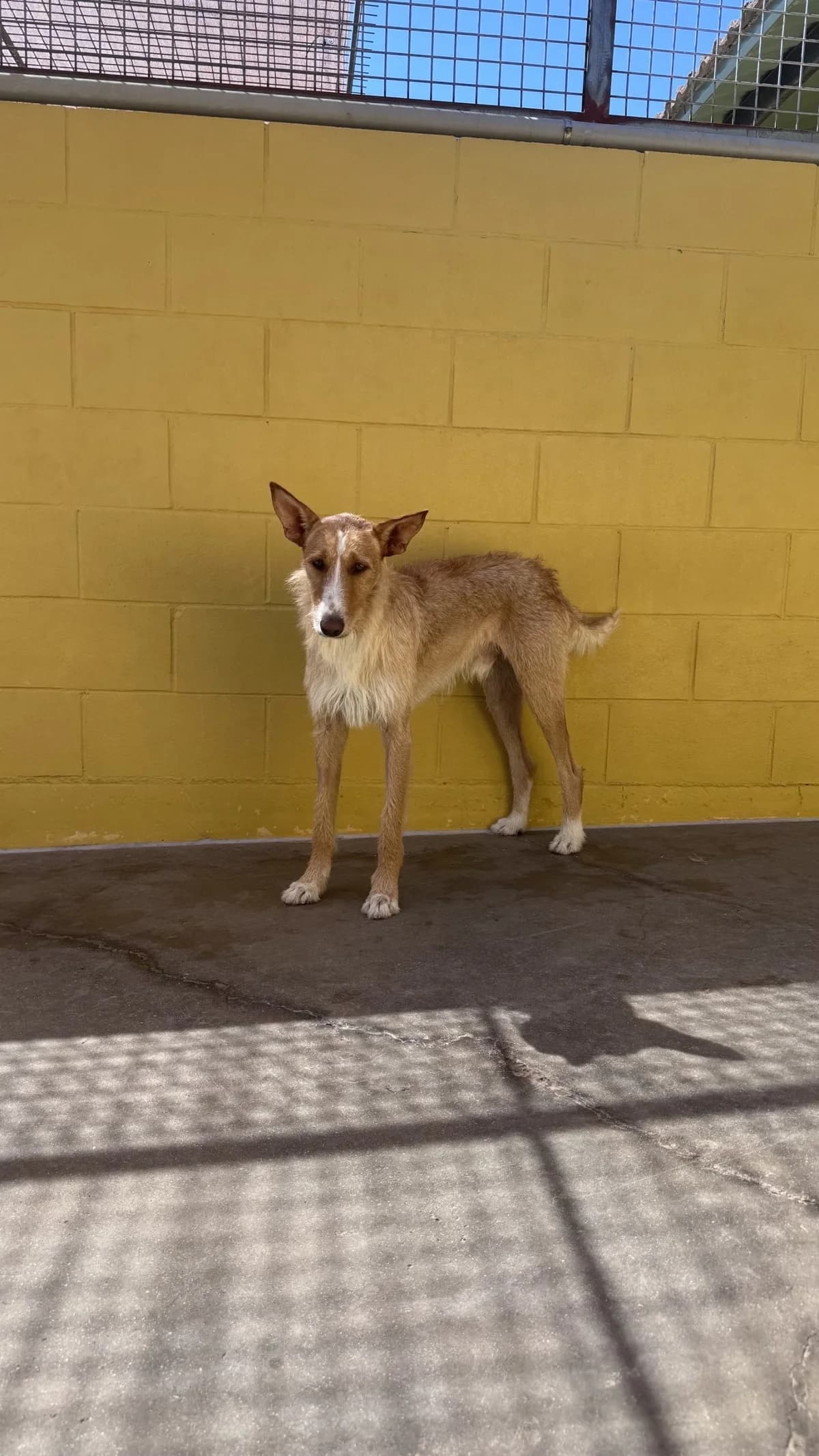 Bambi, male senior Mixed Breed for adoption at Tiere in Spanien e.V., Hamburg