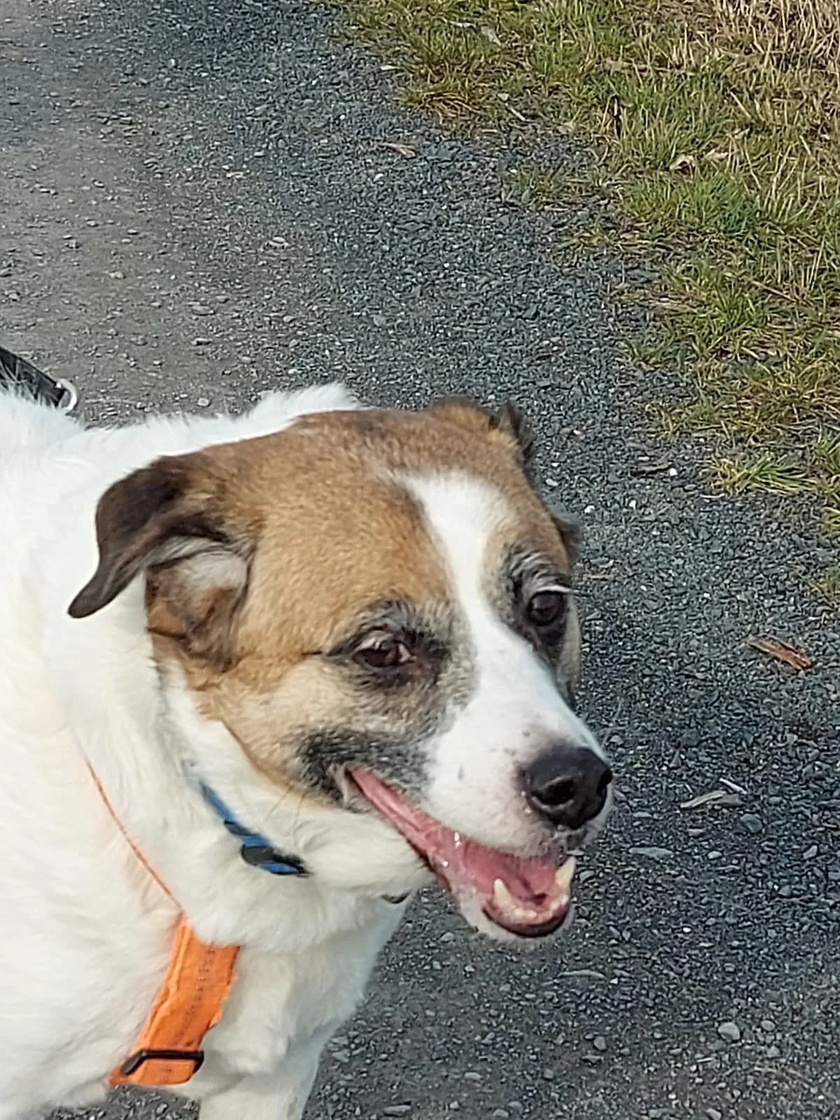Bombon, male Mixed Breed for adoption at Tiere in Spanien e.V., Hamburg